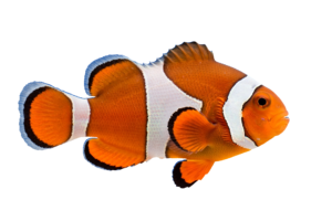 Fish PNG