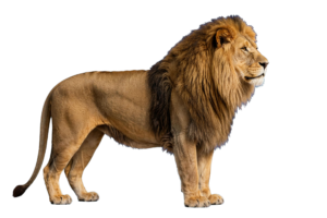 Lion PNG