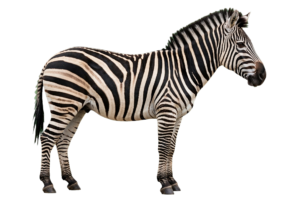 Zebra PNG